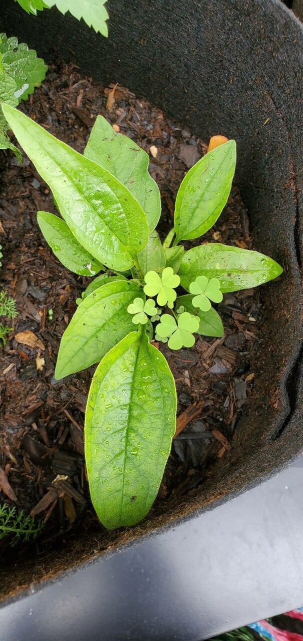 Echinodorus palifolius leaf