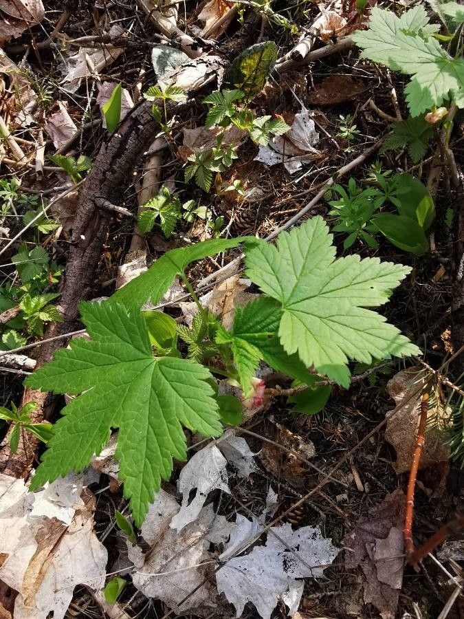 Ribes glandulosum — search result for 'Alaska'