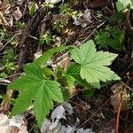 Ribes glandulosum