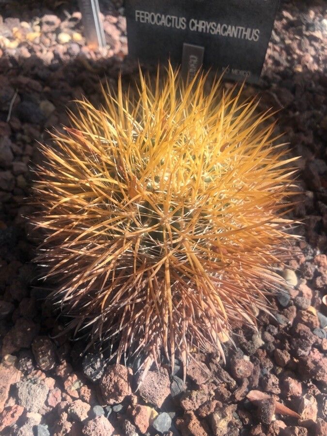 Ferocactus chrysacanthus leaf