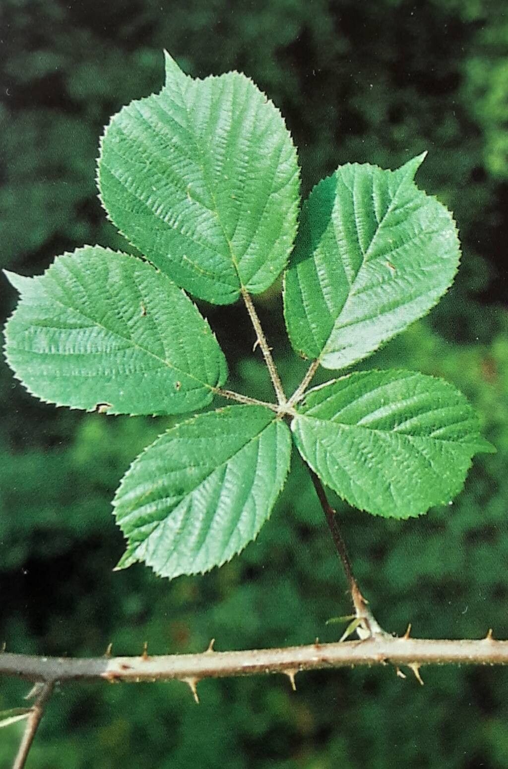 Rubus mucronulatus — houseplant care guide