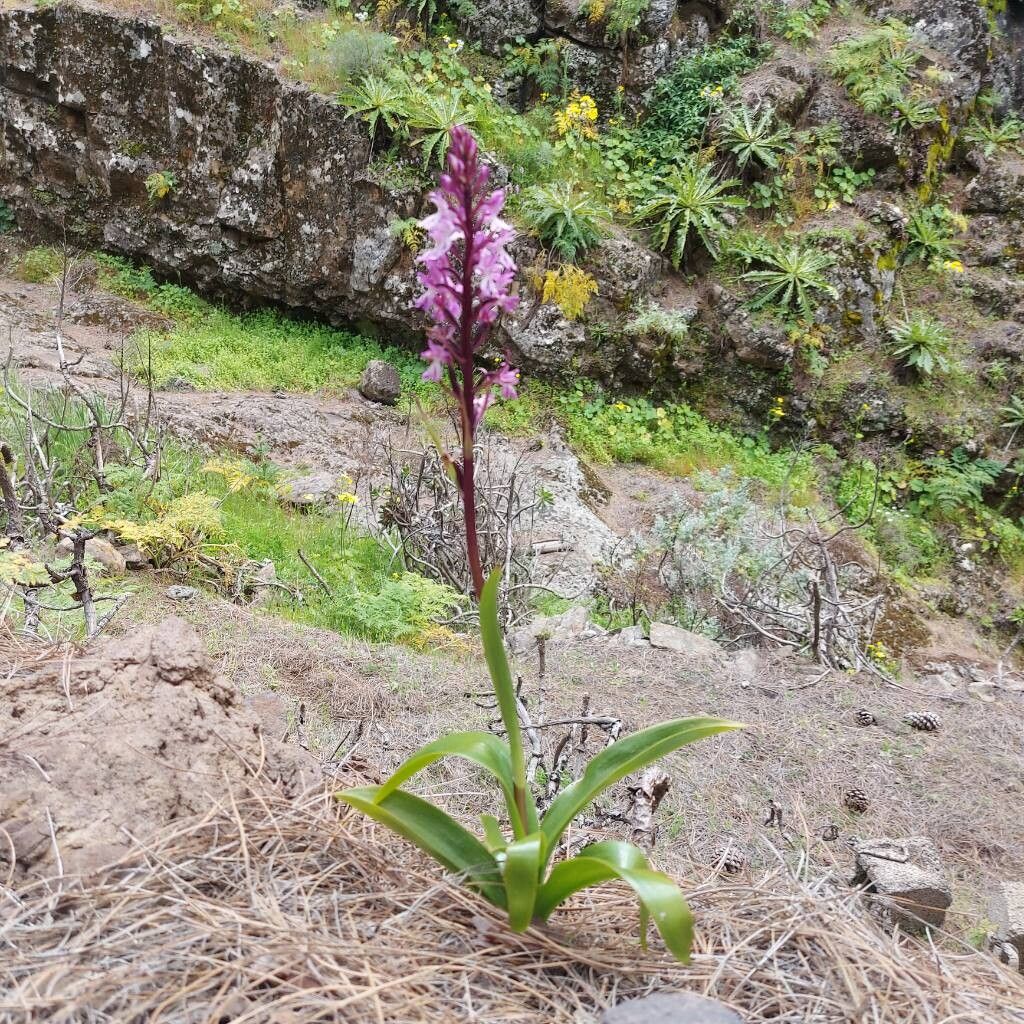 Orchis canariensis habit