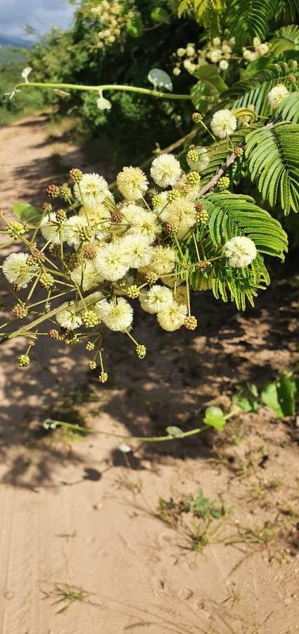 Acacia brevispica flower