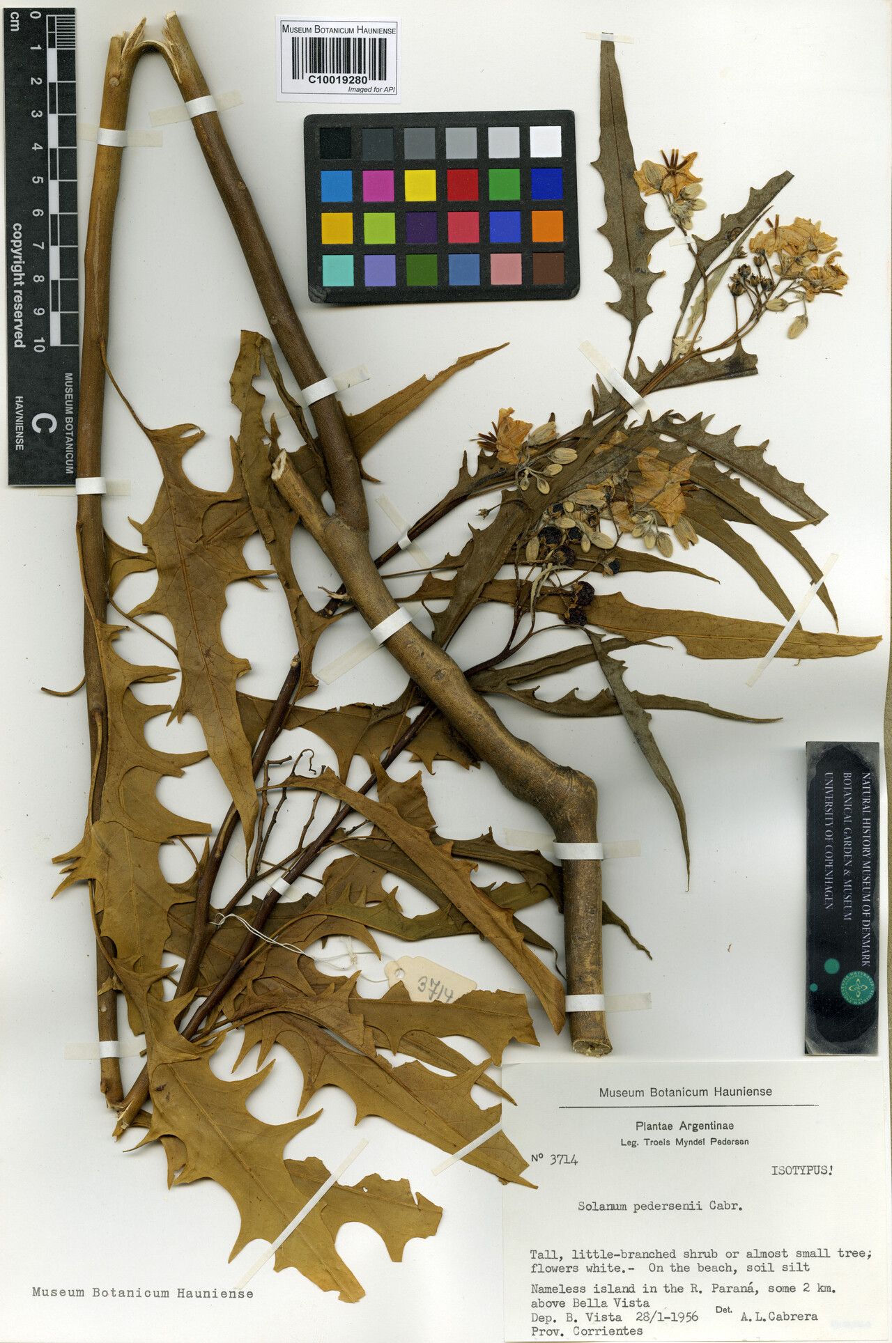 Solanum pedersenii — houseplant care guide