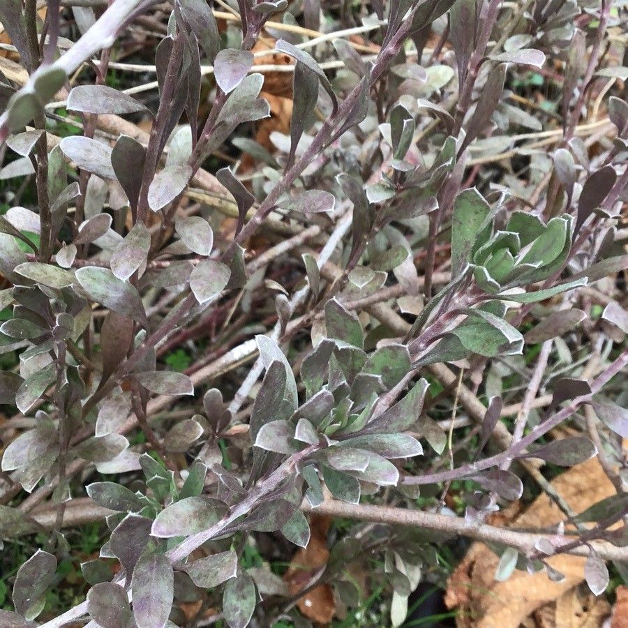 Convolvulus cneorum — search result for 'Convolvulaceae'