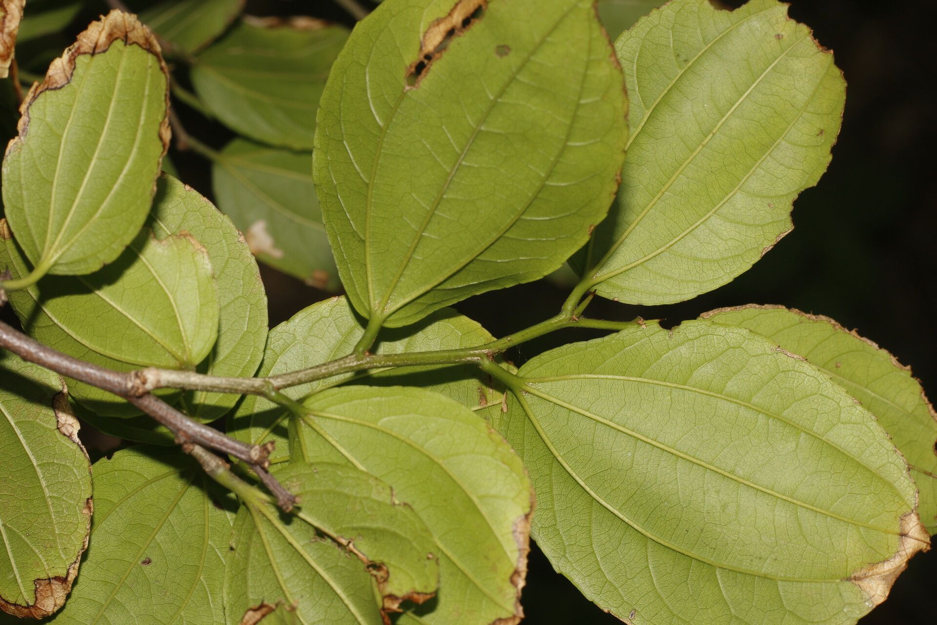 Ziziphus guatemalensis leaf