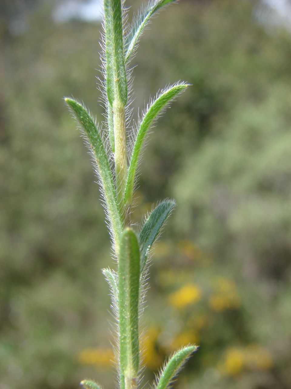 Neatostema apulum bark