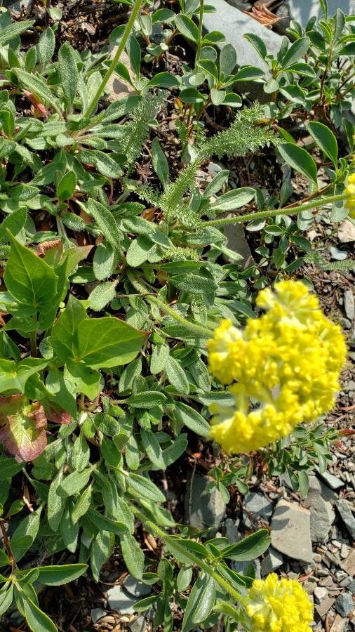 Eriogonum umbellatum leaf