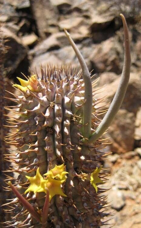 Hoodia alstonii other