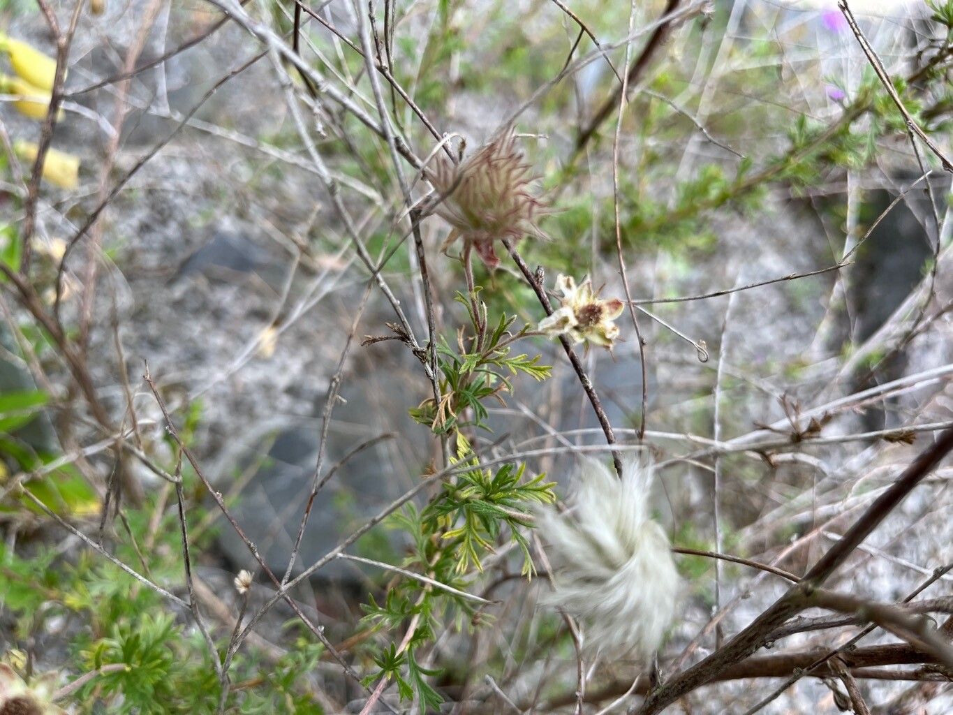 Purshia mexicana fruit