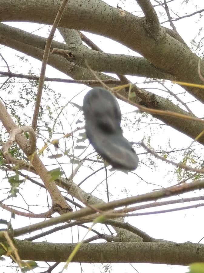 Enterolobium contortisiliquum fruit