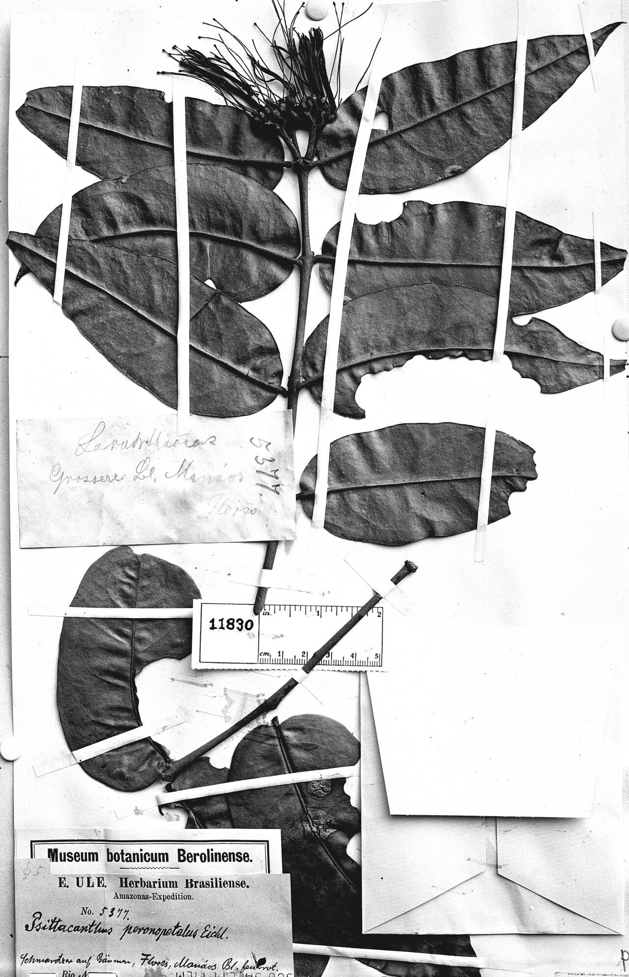 Psittacanthus peronopetalus leaf