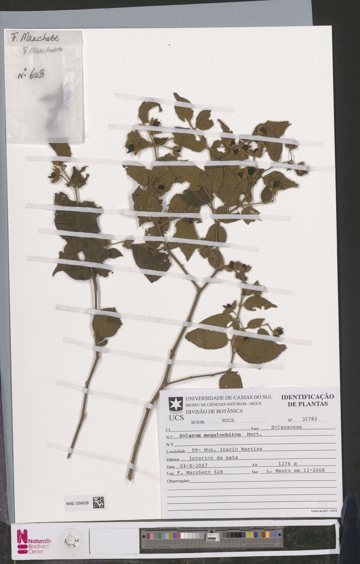 Solanum megalochiton — houseplant care guide