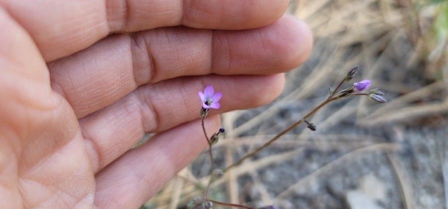 Gilia tenuiflora flower