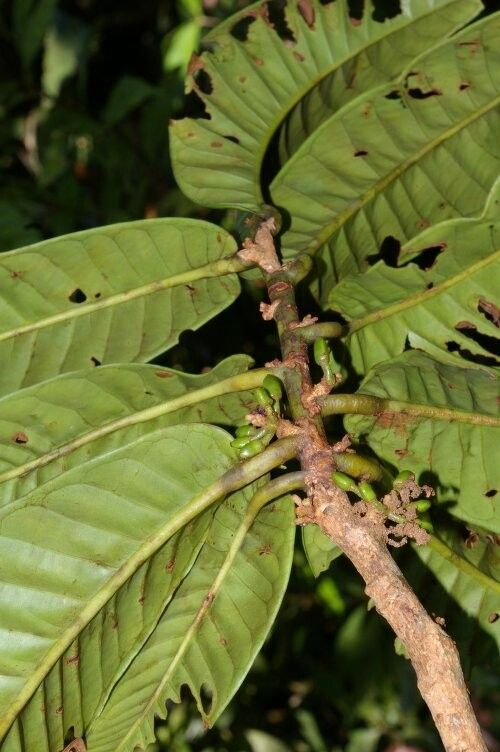 Iryanthera paradoxa fruit