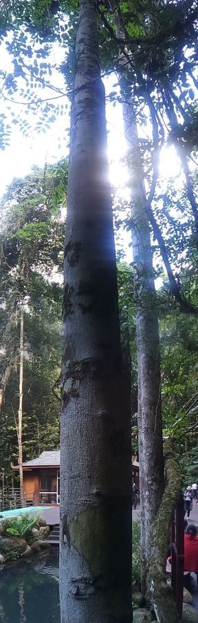 Antiaris toxicaria habit