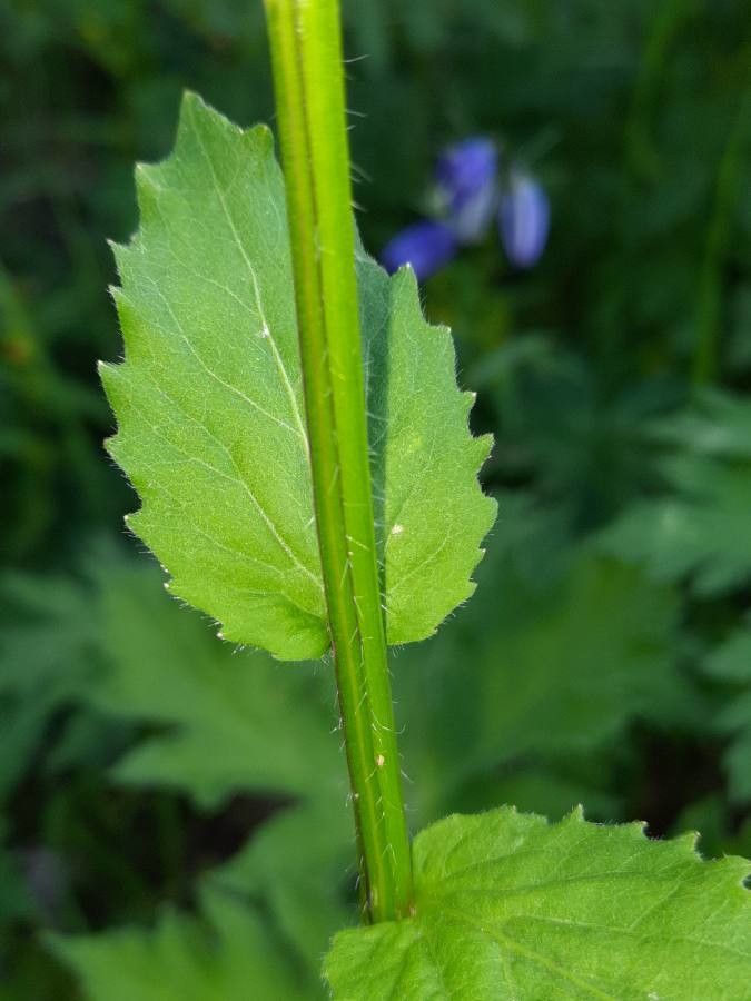 Campanula rhomboidalis bark