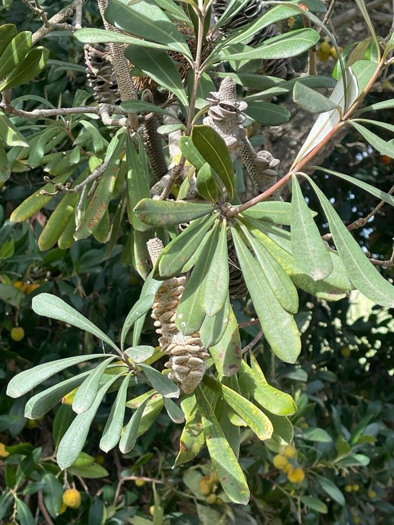 Banksia ornata leaf