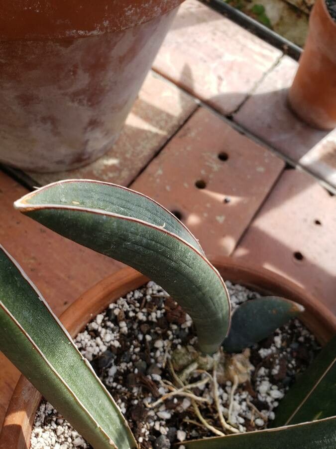Sansevieria hallii — search result for 'Sansevieria'