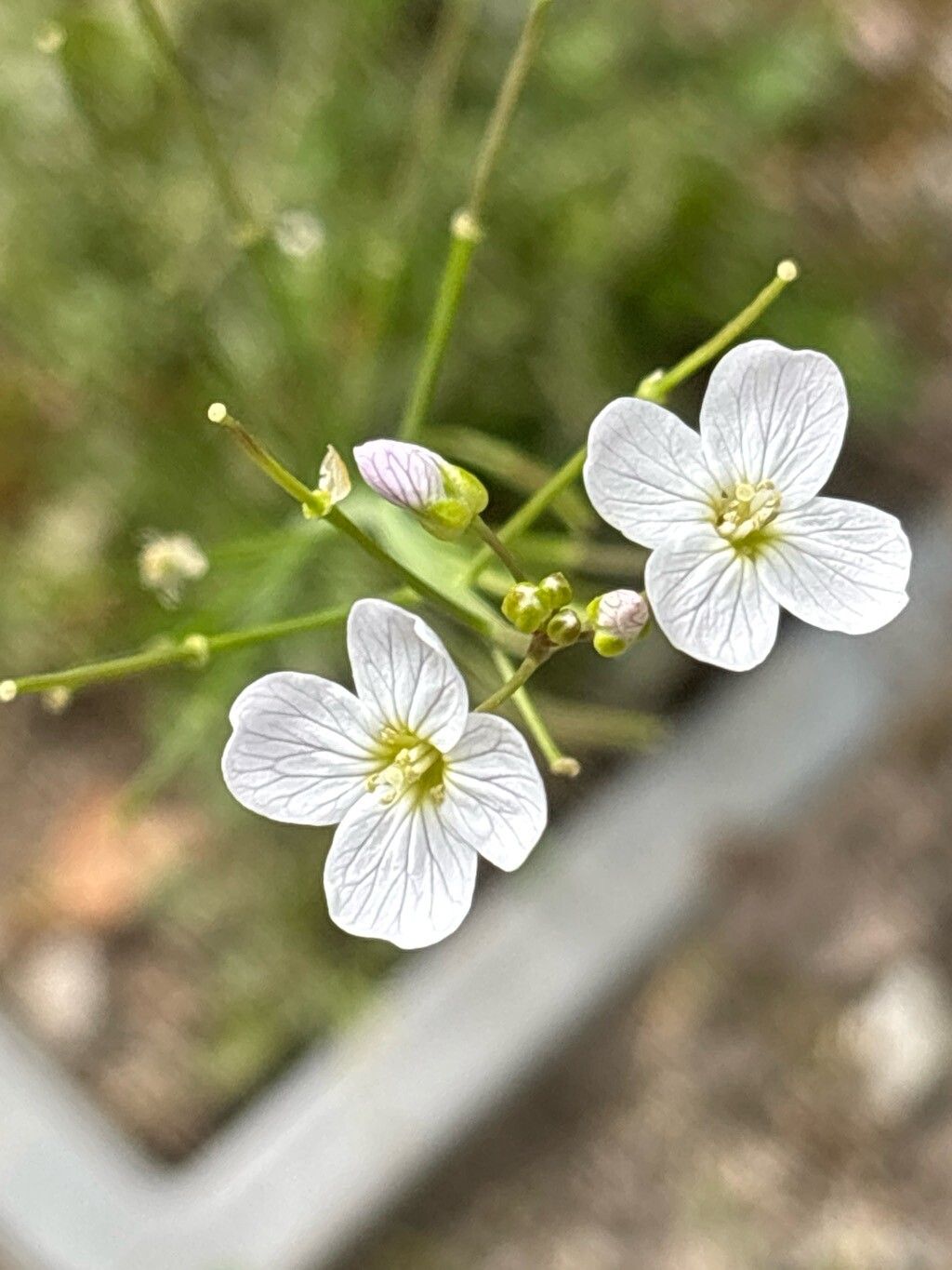 Cardamine matthioli — search result for 'Cardamine'