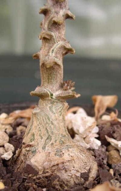 Tylecodon bayeri bark