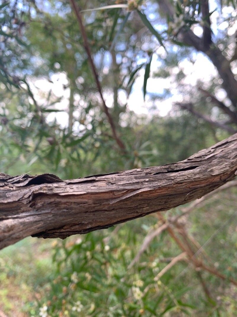 Leptospermum petersonii bark