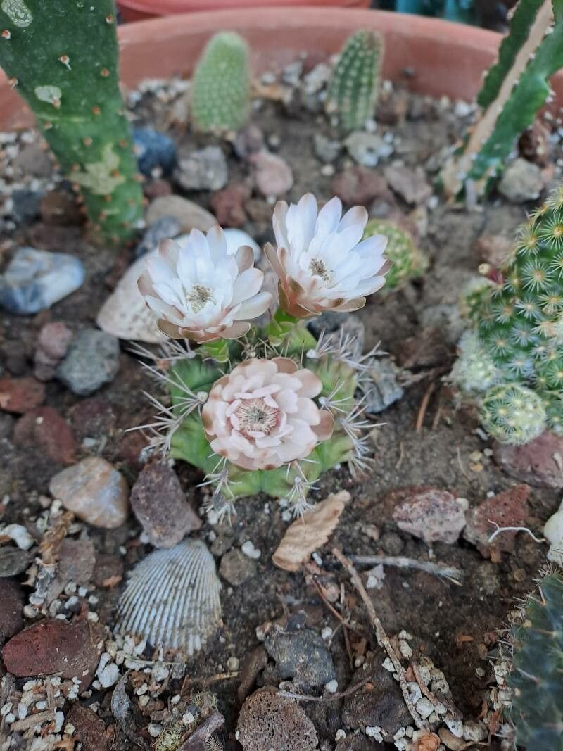 Gymnocalycium anisitsii flower