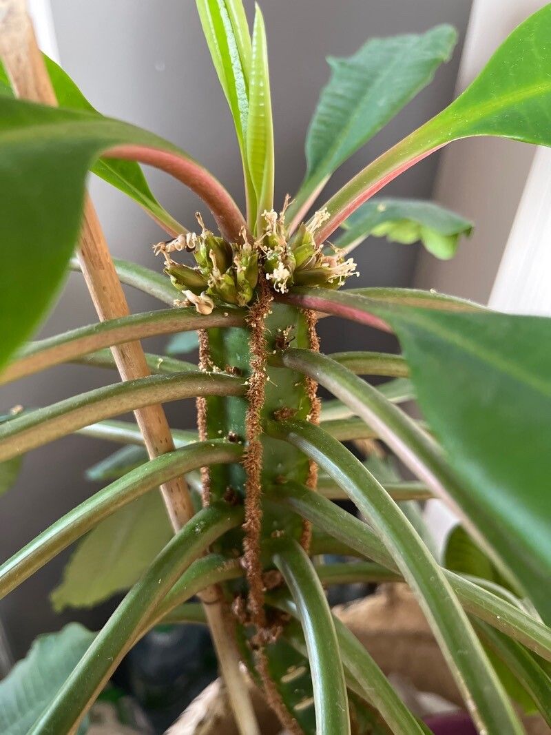 Euphorbia canuti bark