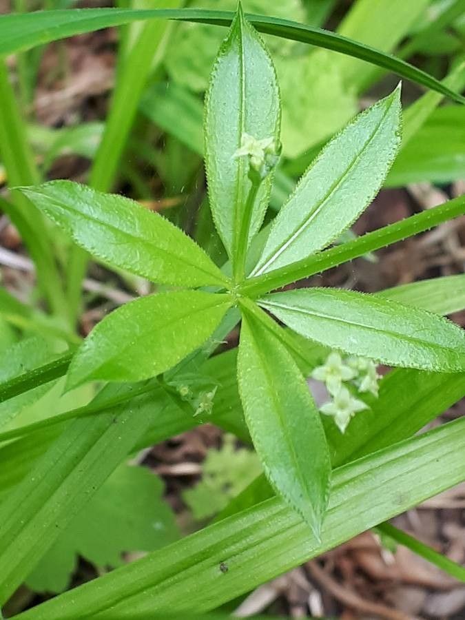 Galium triflorum leaf