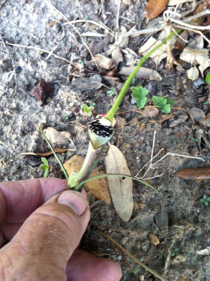 Aristolochia erecta — search result for 'Aristolochia'