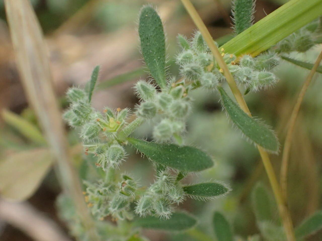 Herniaria hirsuta leaf