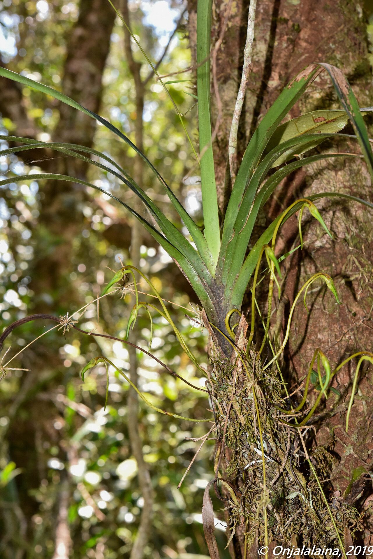 Angraecum ferkoanum — houseplant care guide