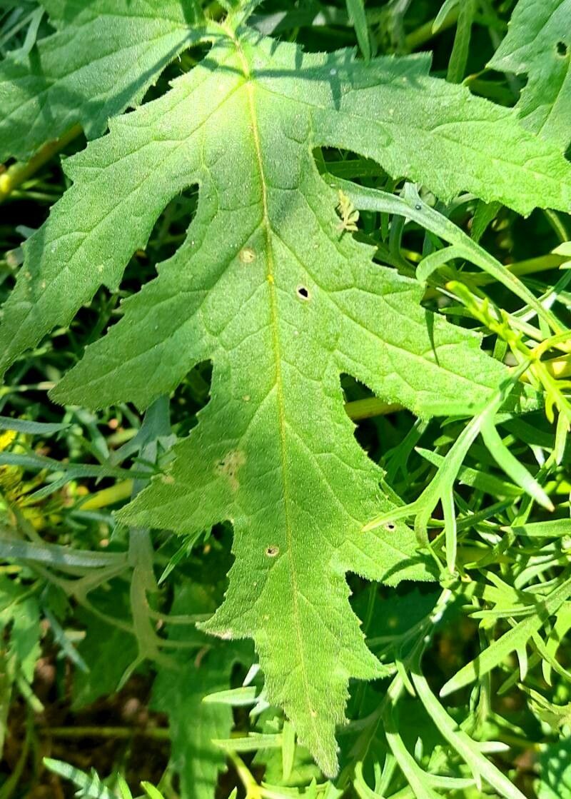 Caiophora lateritia — houseplant care guide