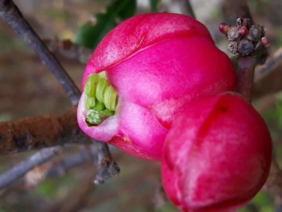 Montrouziera verticillata flower