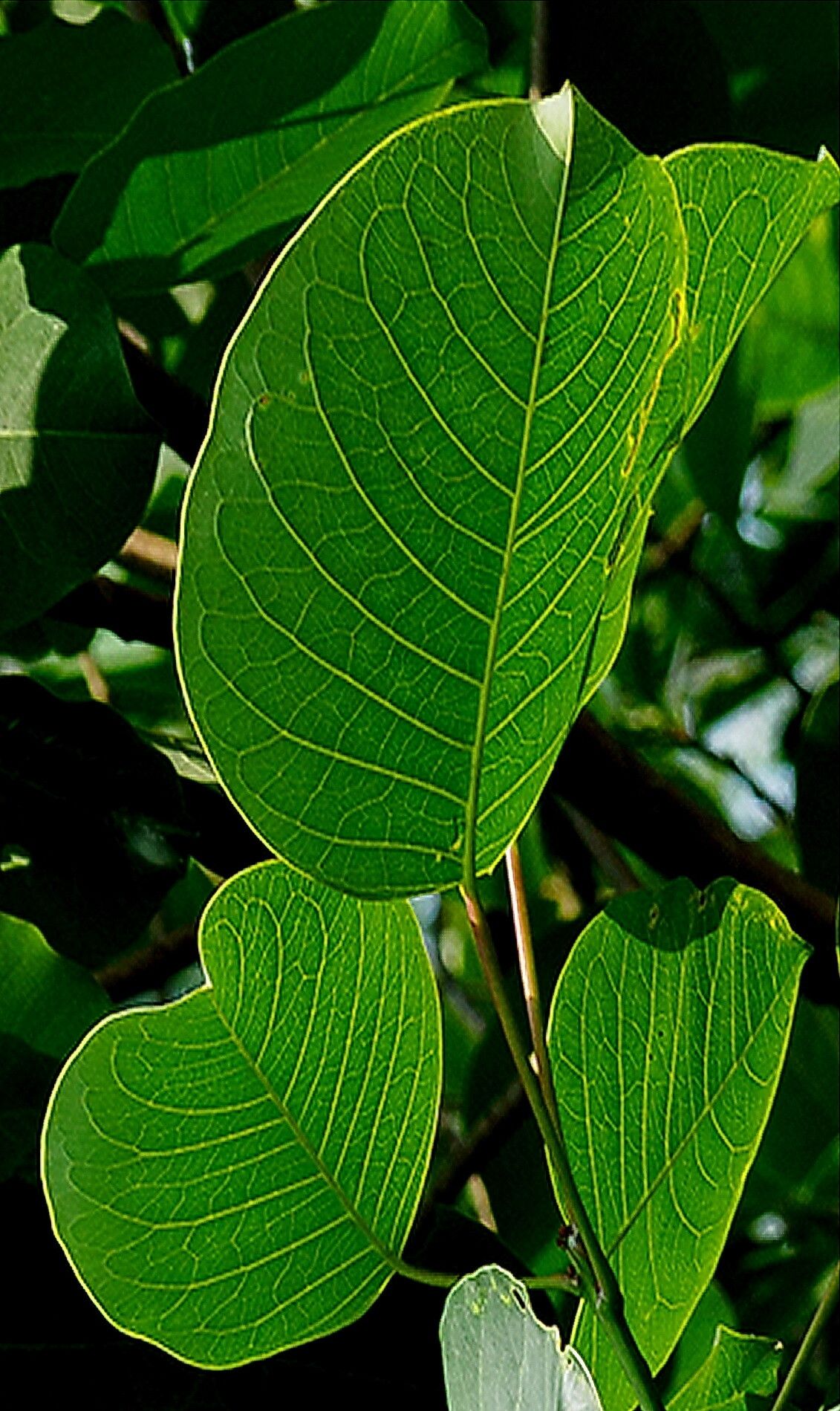 Triadica rotundifolia