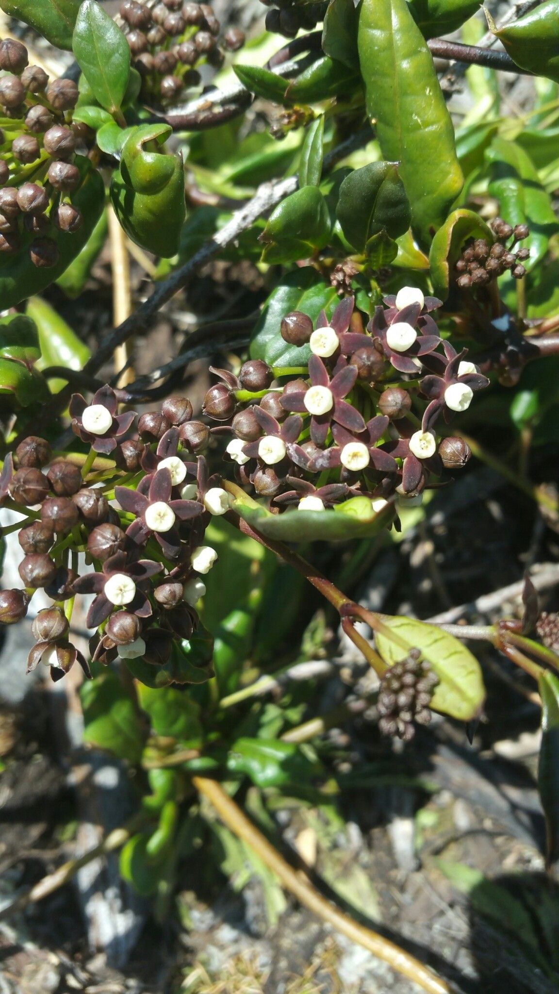 Cynanchum obovatum flower
