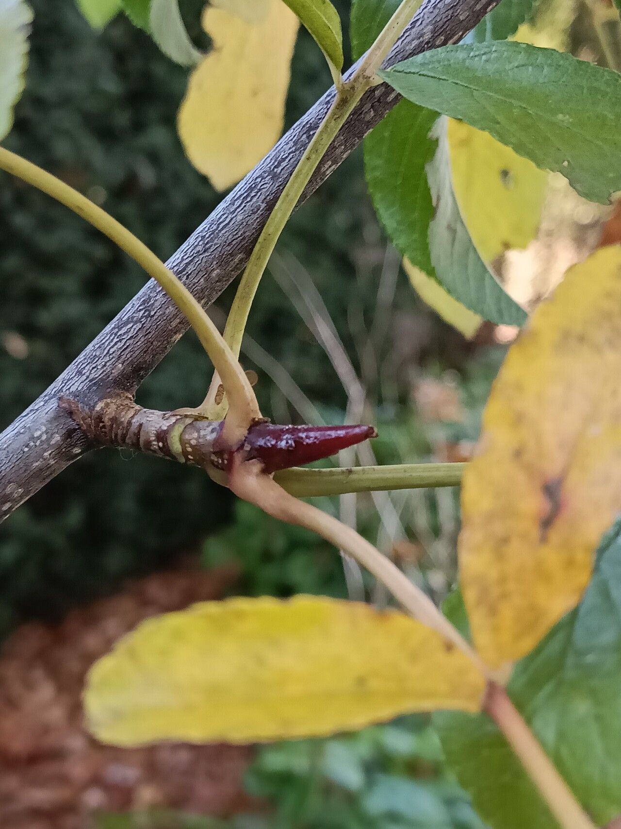 Sorbus wilsoniana bark