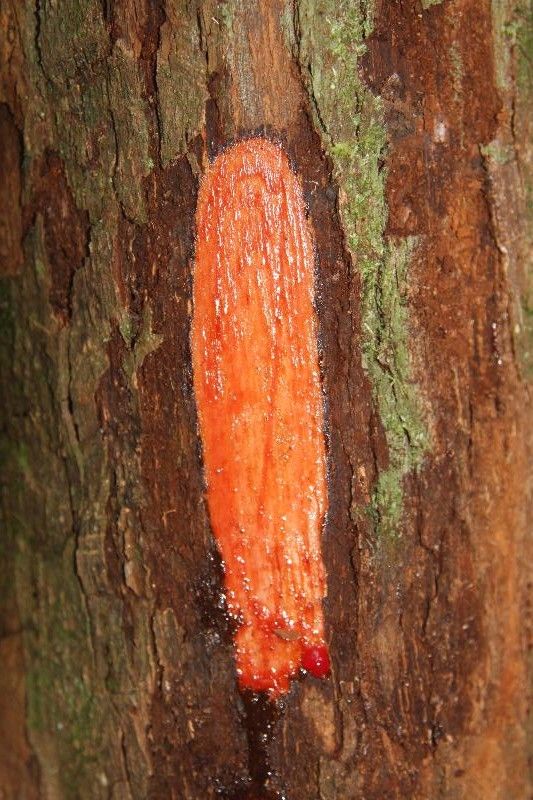 Iryanthera sagotiana other