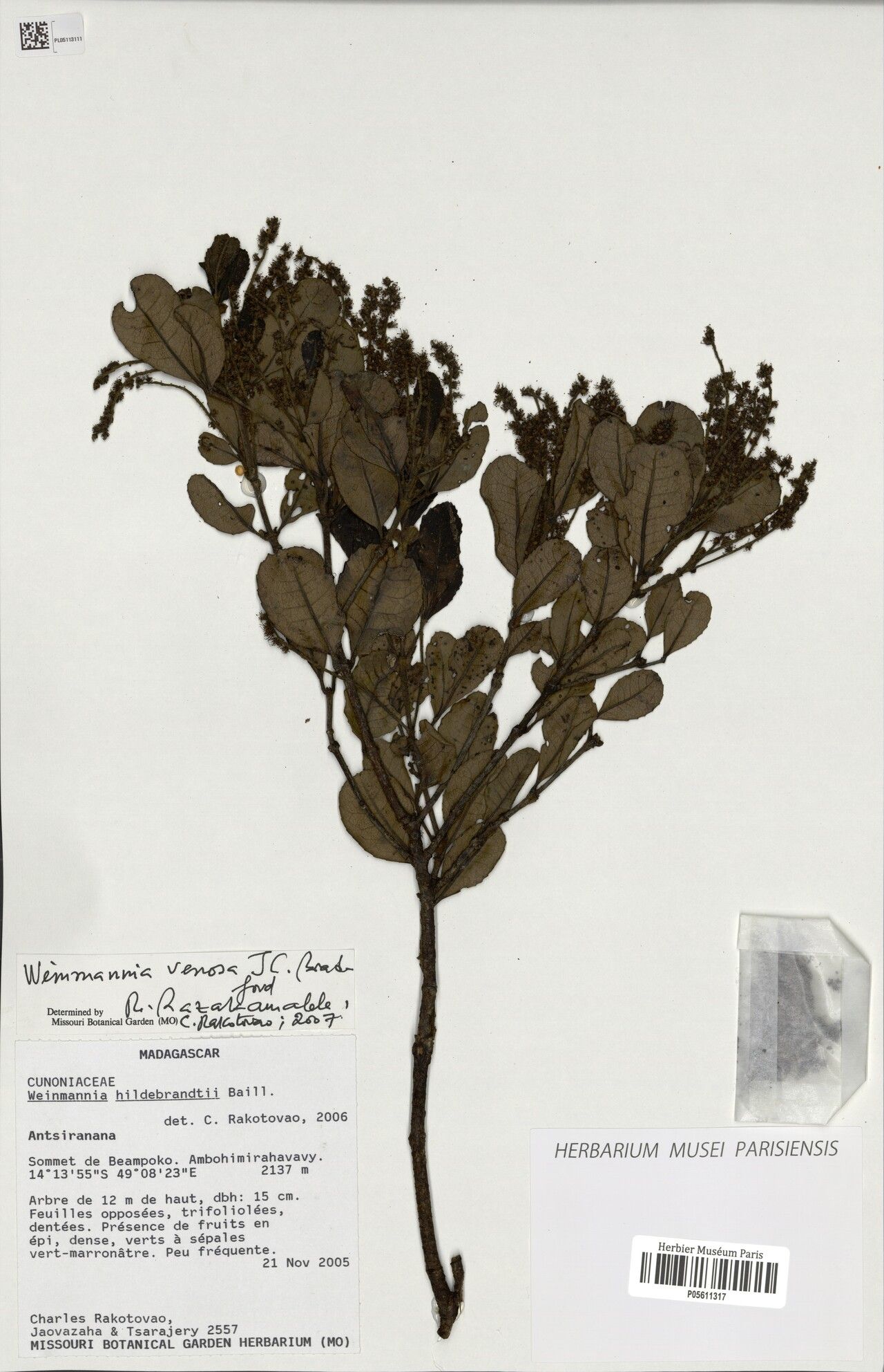 Pterophylla bernardii — related species from the same genus