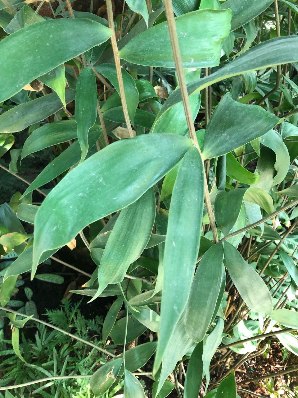 Ceratozamia hildae leaf