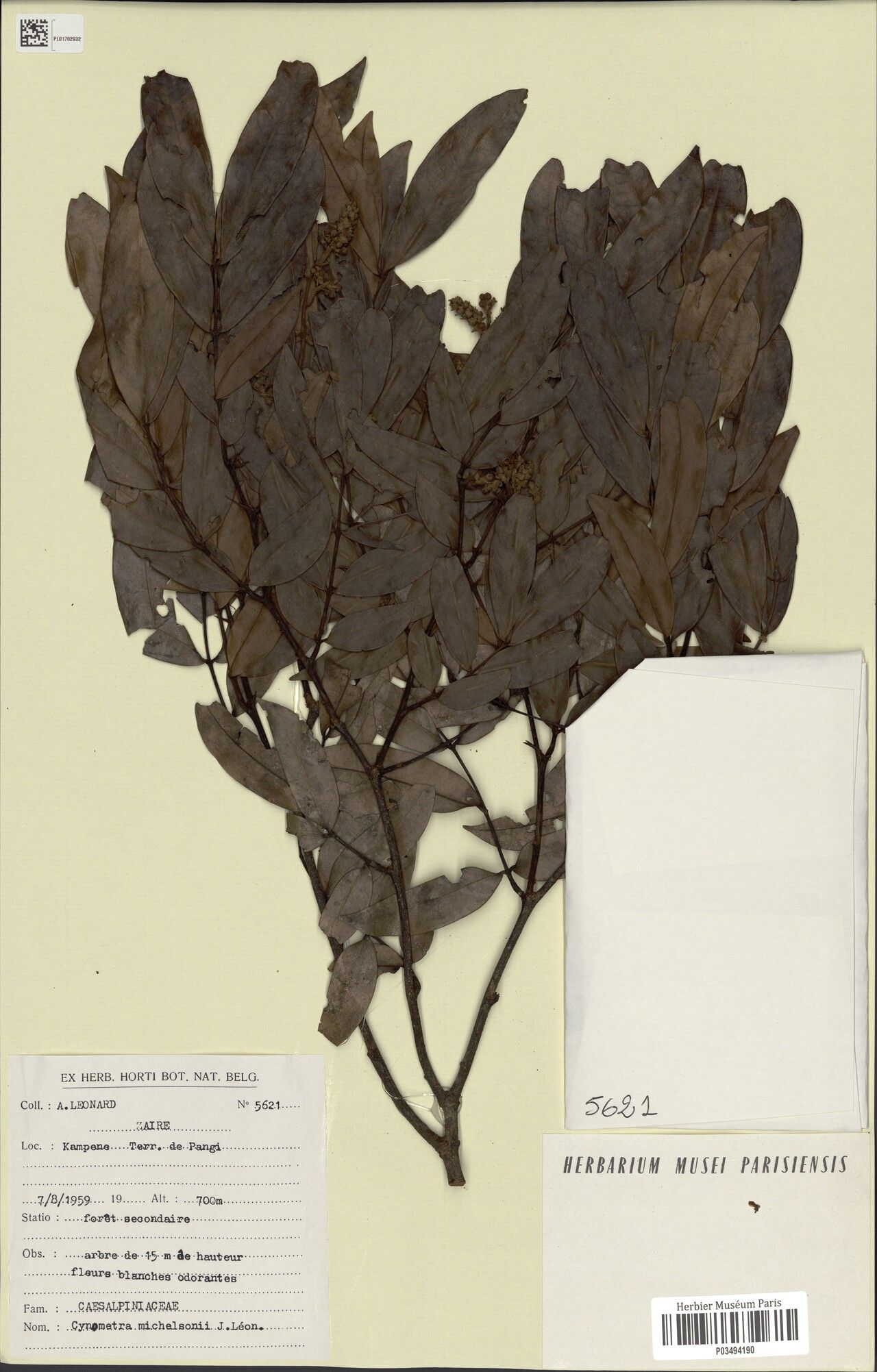 Cynometra michelsonii — houseplant care guide