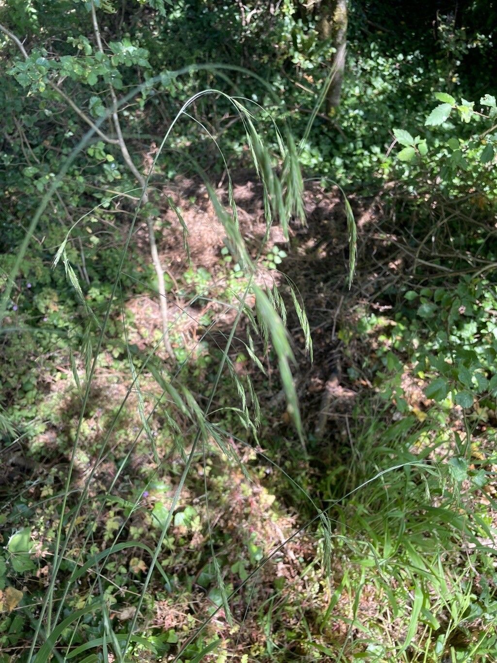 Lolium giganteum flower