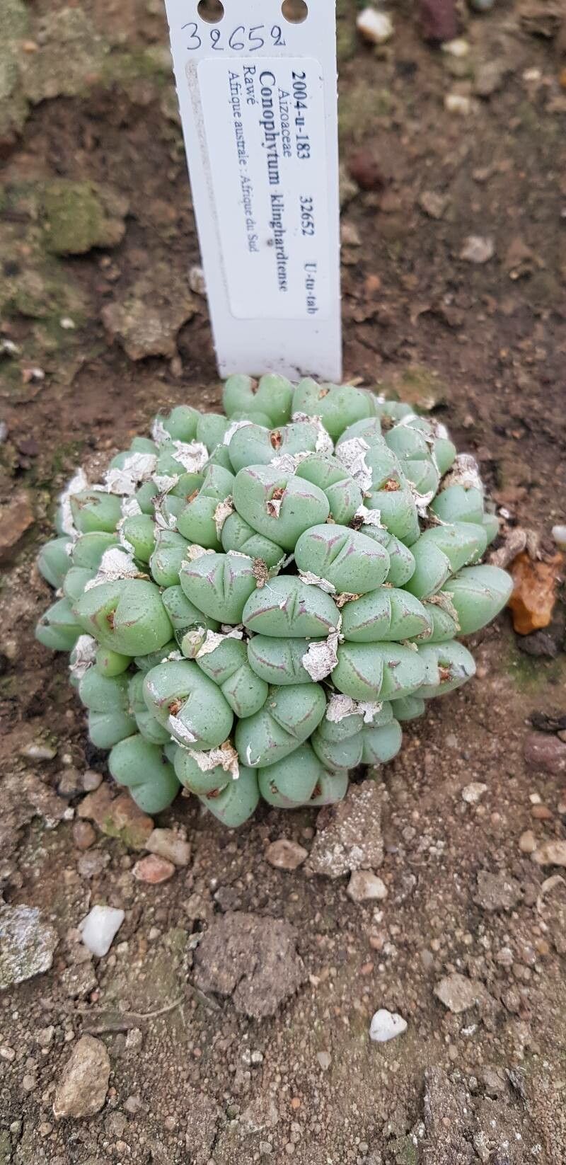 Conophytum klinghardtense habit