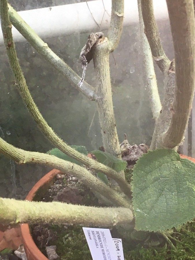 Dendrocnide moroidea bark