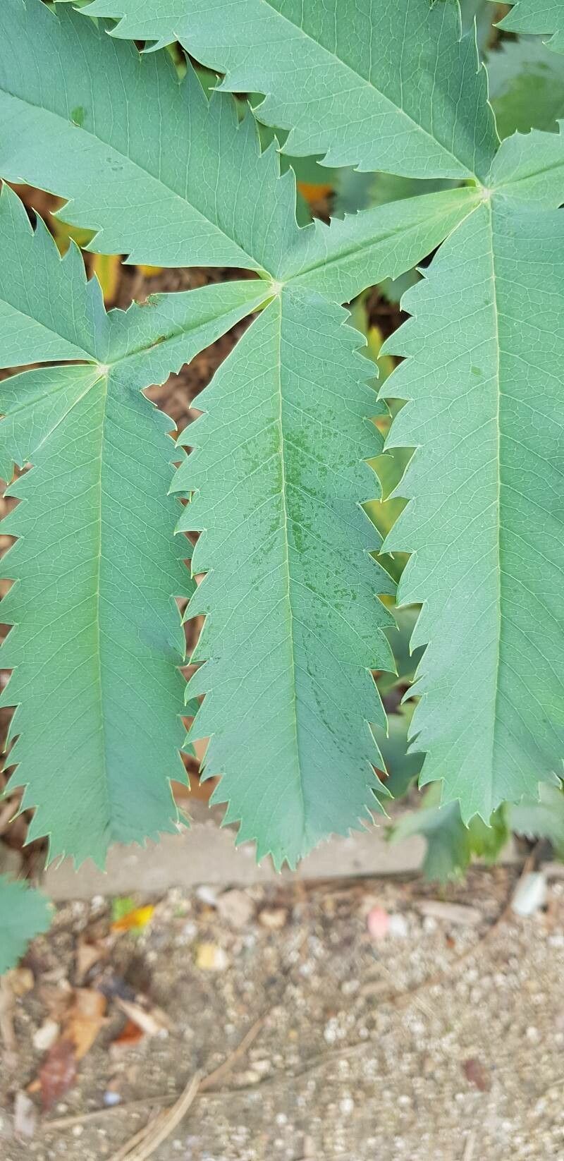 Francoa ramosa — related species from the same genus
