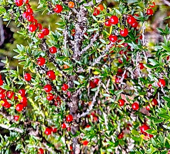 Gahnia grandis fruit