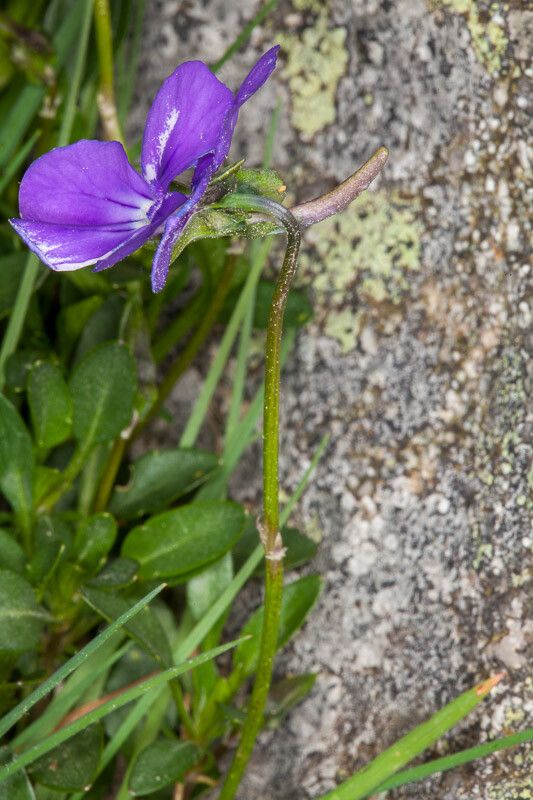 Viola corsica flower