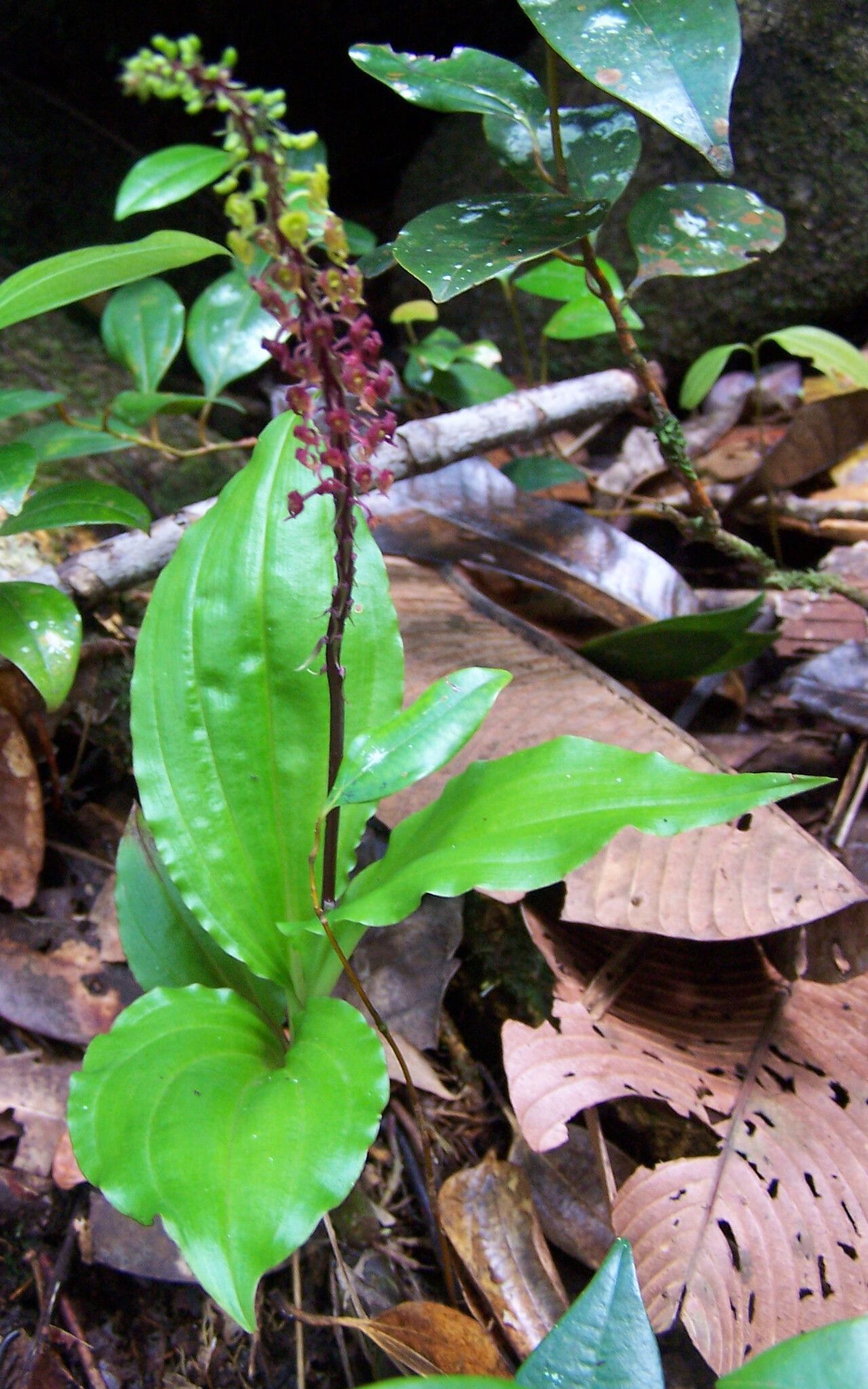 Malaxis seychellarum habit