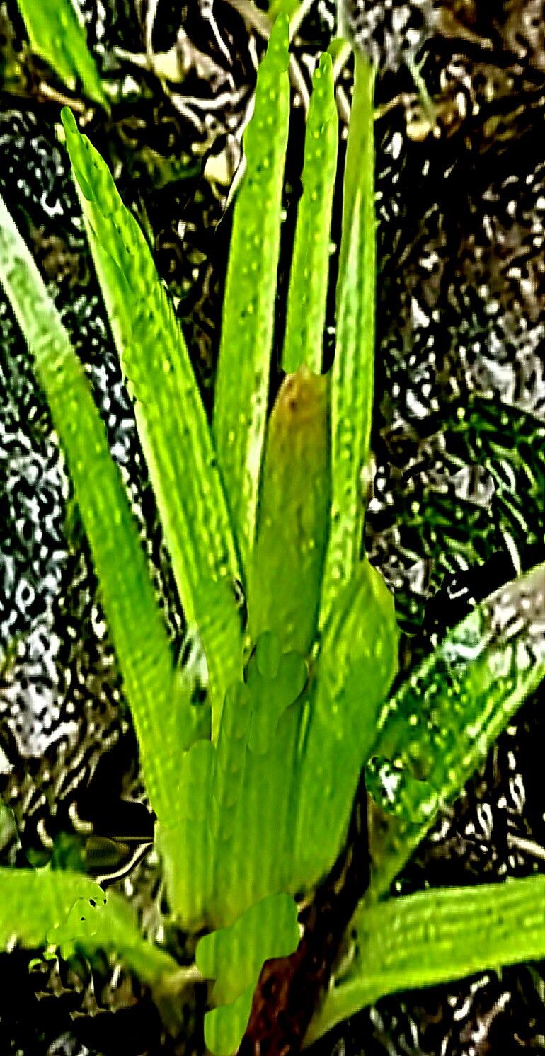 Eriocaulon parkeri — houseplant care guide