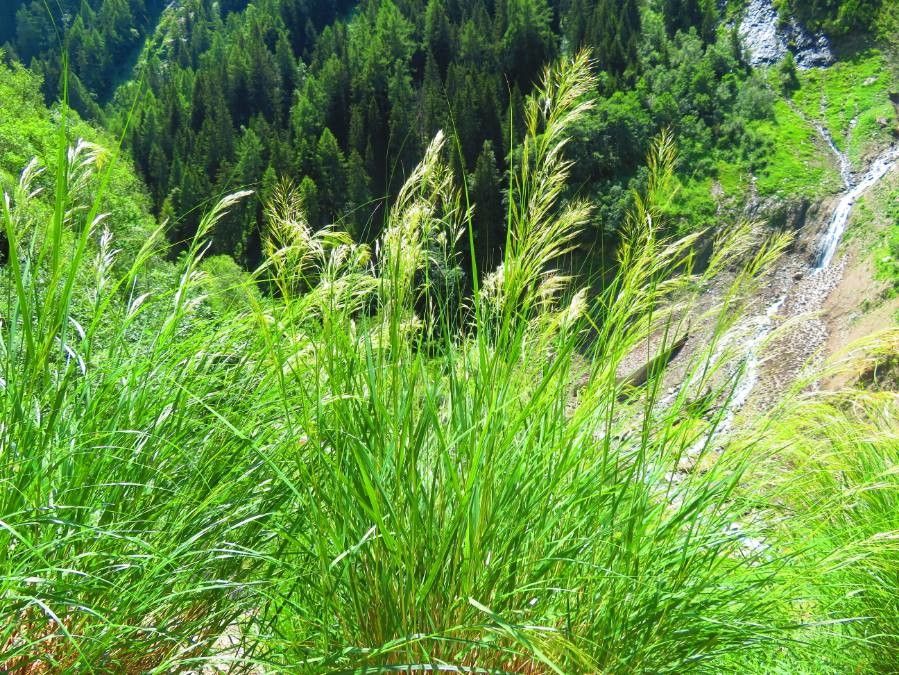 Stipa calamagrostis flower